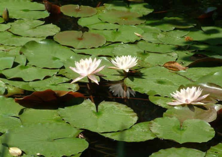 Hangzhou Botanical Garden